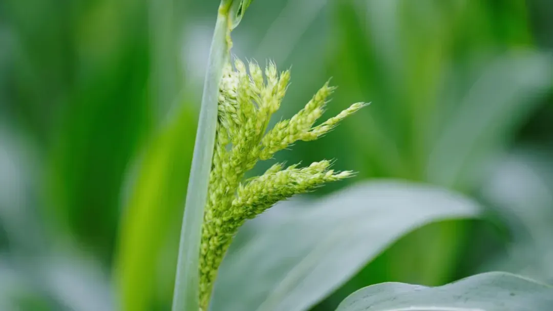 640_wx_fmt=other&from=appmsg&tp=webp&wxfrom=5&wx_lazy=1