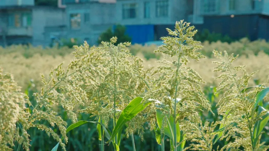 640_wx_fmt=other&from=appmsg&tp=webp&wxfrom=5&wx_lazy=1 (1)